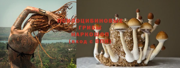 прущие грибы Новокубанск